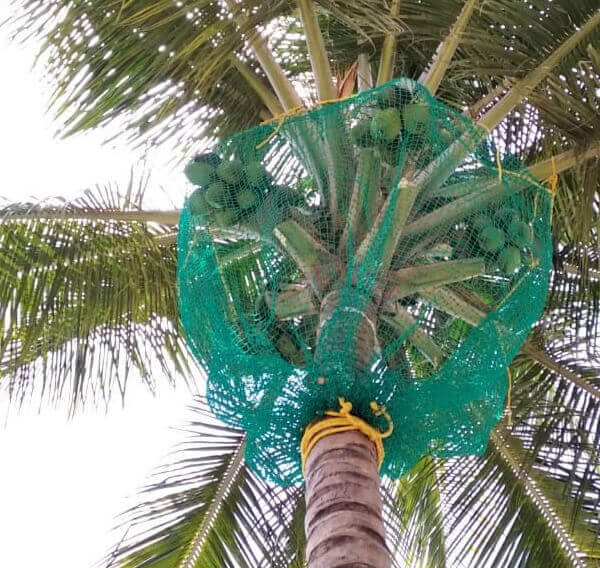 Coconut Safety Nets in Vijayawada